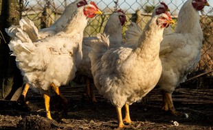 Un élevage de poulets (image d'illustration).