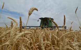 Une moissonneuse en action dans un champ de blé de la région de Stavropol, en Russie, le 9 juillet 2014