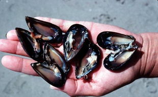 Des moules.