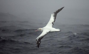 Un albatros vole au-dessus des mers Australes au large de l'archipel des Crozet, le 1er juillet 2007