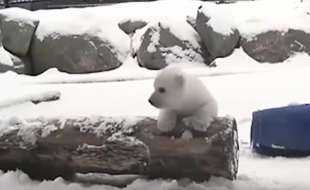 L'ourson polaire découvre la neige pour la première fois à Toronto (Canada).