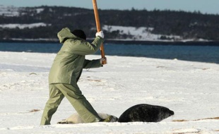 Un chasseur tue un phoque lors de la journée d'ouverture de la chasse à Hay Island, Canada, le 24 février 2011.
