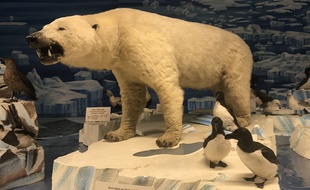 Le musée zoologique possède possède une des collections d'animaux naturalisés les plus riches de France.