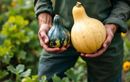 Comme autrefois : cette technique naturelle héritée des maraîchers conservent vos courges plus de 6 mois
