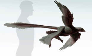 Image transmise par le Museum d'histoire naturelle de Los Angeles montrant un dinosaure à plumes, le Changyuraptor Yangi.