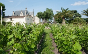 Le Château Pape Clement de Bernard Magrez pourrait s'associer à cette fête du vin. - Photo : Sebastien Ortola