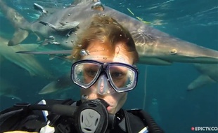 Aaron Gekoski au milieu des requins au large de l'Afrique du Sud