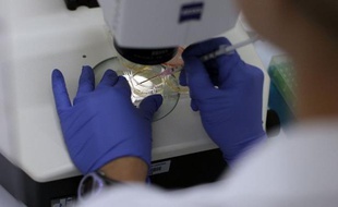 Le Sénat a adopté à une large majorité dans la nuit de mardi à mercredi, mais dans la plus grande discrétion, un texte autorisant la recherche sur l'embryon et les cellules souches qui relance le débat sur la bioéthique.