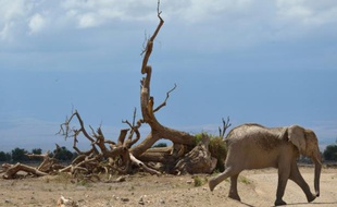 Un éléphant de la réserve nationale d'Amboseli, le 13 novembre 2015 au Kenya
