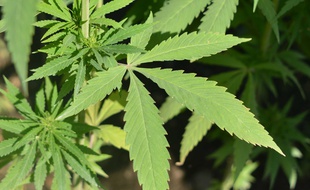 Plante de cannabis. Image d'illustration.