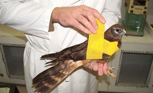 Le centre de soins des oiseaux sauvages du lyonnais a dû fermer ses portes pour une durée indéterminée.