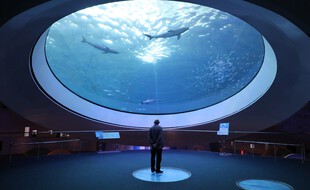 Illustration: Un homme observe poissons et requins au Miami Seaquarium, le 27 novembre 2019, à Miami, en Floride.