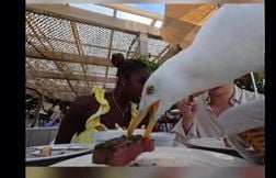 Un gabian vole le steak à 85 balles de touristes à Cannes