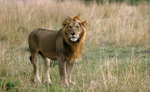 Un lion a attaqué son dompteur dans un cirque à Doullens, dans la Somme.