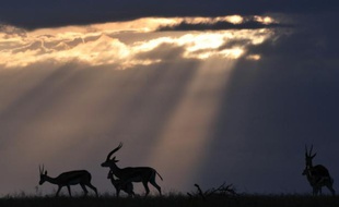 Des antilopes africaines dans un centre de recherche près de Rumuruti, au Kenya, le 30 janvier 2016