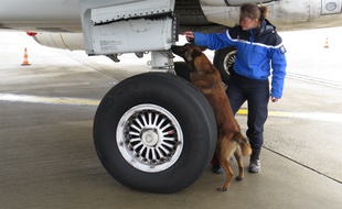 La gendarme Amandine Faivre et son chien Clavo, inspectent un avion avant le décollage, sur l'aéroport de Lille-Lesquin.