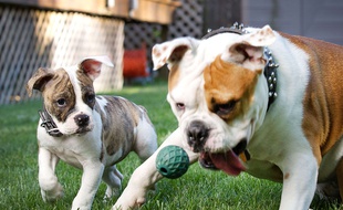 Des chiens qui jouent. Illustration.