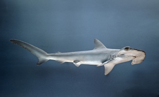 Illustration d'un requin-marteau.