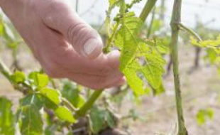 Podensac, le 4 mai 2011: parcelle de vigne abîmée par la grêle
