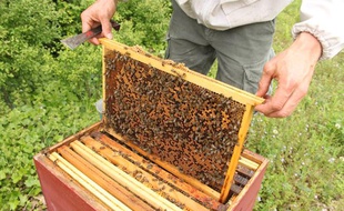 A l'intérieur de la ruche de 20minutes.fr, gérée par Un toit pour les abeilles, à Fouras (Charente-Maritime) le 11 mai 2012.