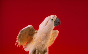 Un perroquet (photo d'illustration).