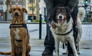 NE PAS REUTILISER. A Rennes, l'association Gamelles Pleines espère ouvrir une pension pour accueillir les chiens des personnes sans-abri.