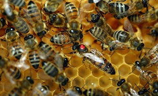 Abeilles dans une ruche.