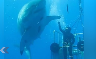 Un requin et un homme presque main dans la main
