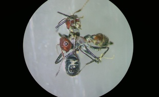 Une nouvelle espèce de fourmis kamikazes a été découverte sur l'île de Bornéo