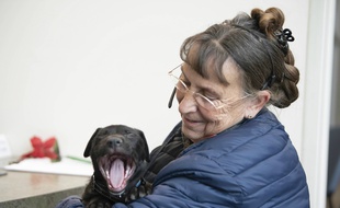 Un chien en train de bâiller (illustration).