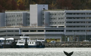 Une baleine à bosse nageant dans les eaux de la rivière Hudson, entre la 48e et la 60e rue de Manhattan, à New York (Etats-Unis), le 20 novembre 2016.