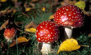 L'amanite tue-mouche est connu pour ses vertus hallucinogènes mais peut être aussi très dangereux.