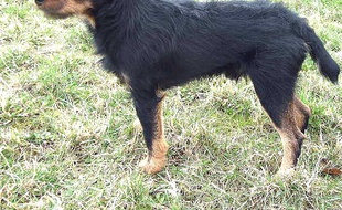 Un jadgterrier (illustration).