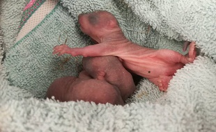 Les trois bébés écureuils ont fait une chute de 25m