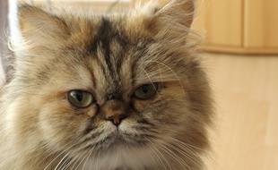 Un chat persan (illustration).