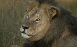 Le lion Cecil le 27 mai 2015, quelques semaines avant qu'il soit tué.
