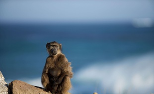 Un babouin, en Afrique du Sud (image d'illustration).