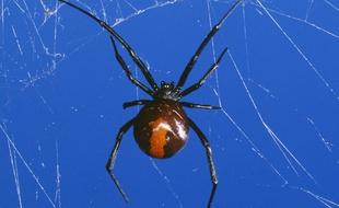Une veuve noire à dos rouge, très répandue en Australie.