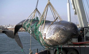 Une baleine hissée sur un bateau de pêche en Chine.