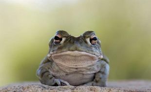 Une nouvelle espèce de crapaud a été découverte au Venezuela. (Illustration)