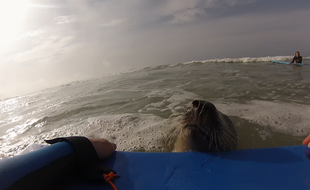 Le phoque "You" à Lacanau avec les surfeurs