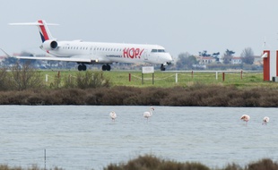 Les flamants roses sont nombreux près de l'aéroport de Montpellier.