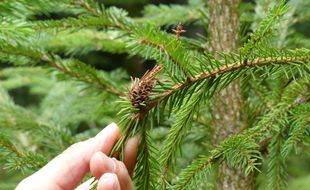 Les chèvres raffolent des épines de sapins (illustration).