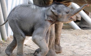 Une suspicion de tuberculose a été détectée sur l'un des quatre éléphants d'Asie du zoo de Pont-Scorff, près de Lorient, a-t-on ppris samedi auprès de la préfecture du Morbihan et du zoo.