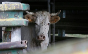 Une vache dans un abattoir le 23 juillet 2015 à Villers-Bocage