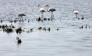 Photo prise le 06 juillet 2007 de flamands roses dans l'étang du Barcarès du Parc Naturel de Camargue, sur la commune d'Arles