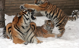 Les tigres, des animaux en danger.