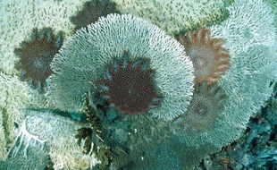 Illustration: Une acanthaster se nourrit de corail.