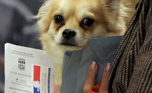 Un chien dans un bureau de vote.