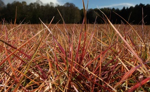 Des herbes traitées au glyphosate.
